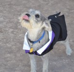 Our dog in his wedding tux